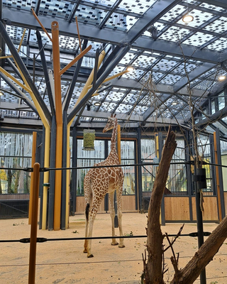 Eine Giraffe steht in einem modernen, offenen Zoo-Gehege.