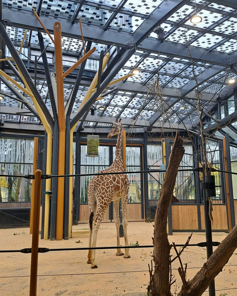 Eine Giraffe steht in einem modernen, offenen Zoo-Gehege.