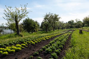 Ein Garten mit Reihen von frischem Gemüse, darunter Kopfsalat und Blattgemüse, erstreckt sich in einer grünen Landschaft. Im Hintergrund stehen mehrere Bäume und eine Wiese. Der Himmel ist blau und wolkenlos.