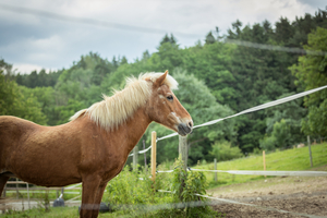 Island-Pferd Fia in der Koppel