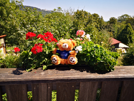 Ein Teddybär sitzt zwischen bunten Blumen auf einer Holzbank.