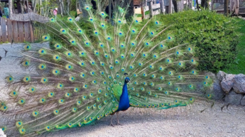 Ein Pfau mit auffälligem, farbenfrohem Gefieder präsentiert sein prunkvolles Rad, das von blauen und grünen Augenflecken zieren ist. Im Hintergrund sind Bäume und eine gepflegte Umgebung zu sehen.